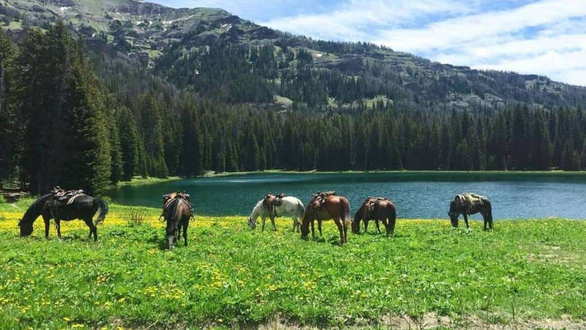 Covered Wagon Ranch Instagram @coveredwagonranch