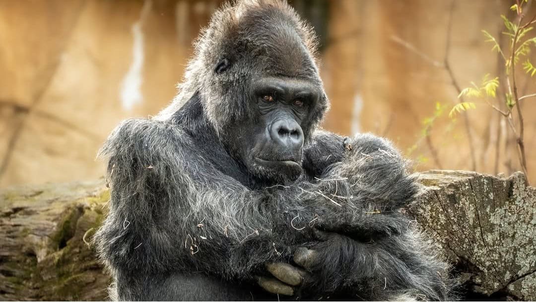 Memphis Zoo Instagram